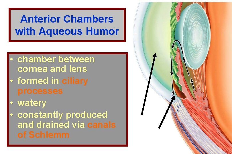 Anterior Chambers with Aqueous Humor • chamber between cornea and lens • formed in