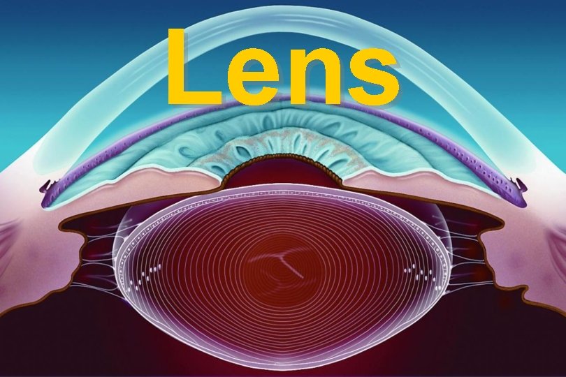 what structure of the eye causes the lens to accommodate