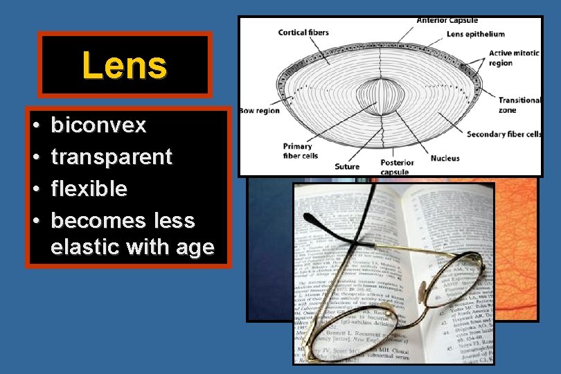 Lens • • biconvex transparent flexible becomes less elastic with age 