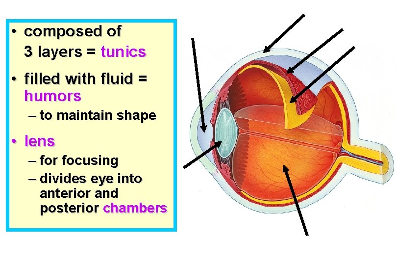  • composed of 3 layers = tunics • filled with fluid = humors