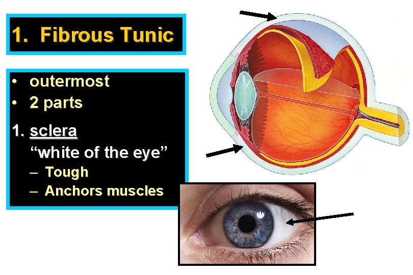 1. Fibrous Tunic • outermost • 2 parts 1. sclera “white of the eye”