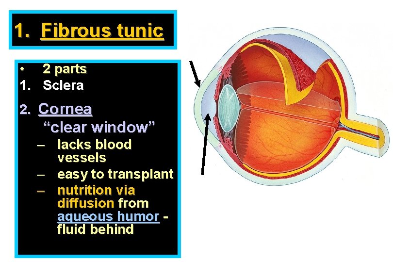 1. Fibrous tunic • 2 parts 1. Sclera 2. Cornea “clear window” – lacks