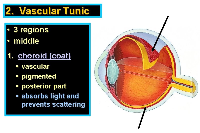 2. Vascular Tunic • 3 regions • middle 1. choroid (coat) § vascular §