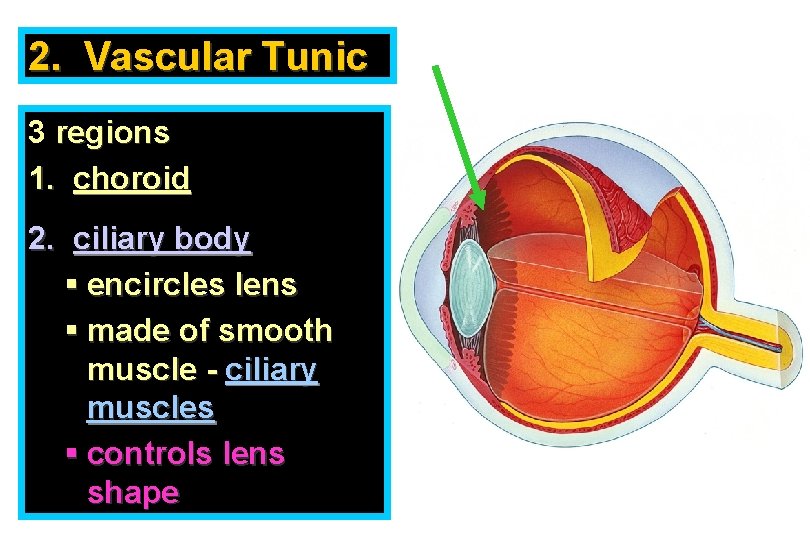 2. Vascular Tunic 3 regions 1. choroid 2. ciliary body § encircles lens §