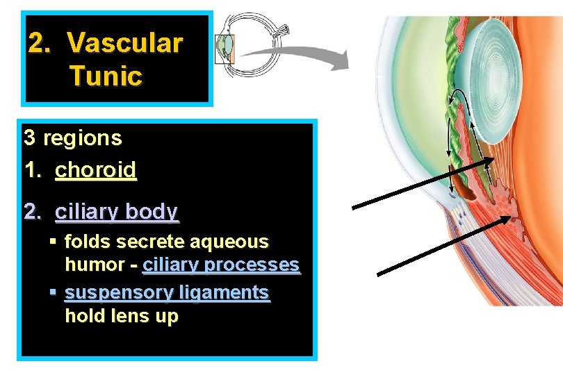2. Vascular Tunic 3 regions 1. choroid 2. ciliary body § folds secrete aqueous
