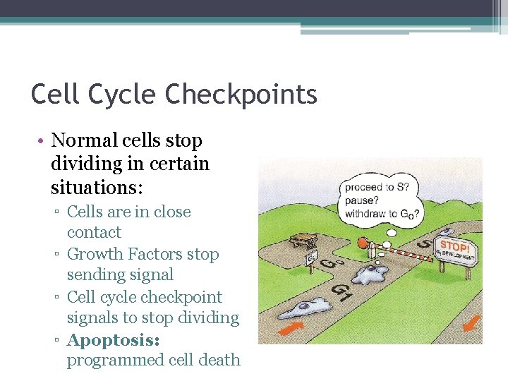Cell Cycle Checkpoints • Normal cells stop dividing in certain situations: ▫ Cells are