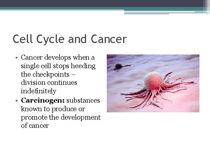 Cell Cycle and Cancer • Cancer develops when a single cell stops heeding the