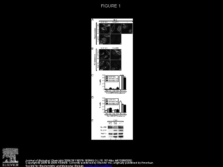 FIGURE 1 Journal of Biological Chemistry 2006 28119378 -19386 DOI: (10. 1074/jbc. M 512585200)