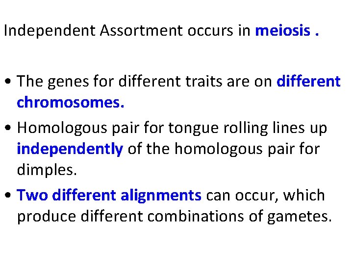 Independent Assortment occurs in meiosis. • The genes for different traits are on different