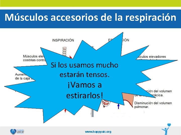 Músculos accesorios de la respiración Si los usamos mucho estarán tensos. ¡Vamos a estirarlos!