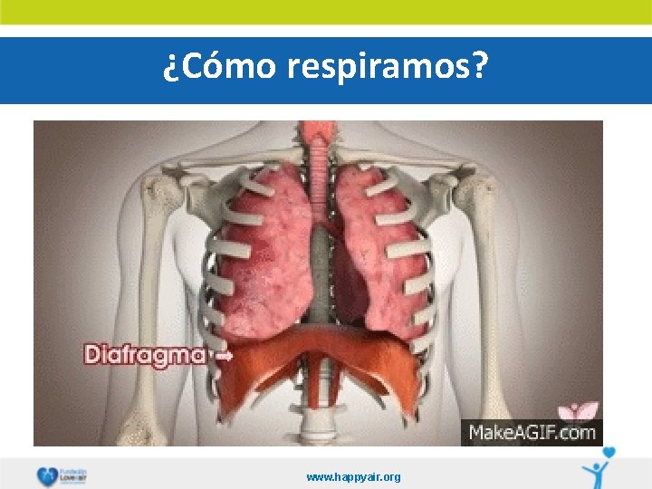 ¿Cómo respiramos? www. happyair. org 