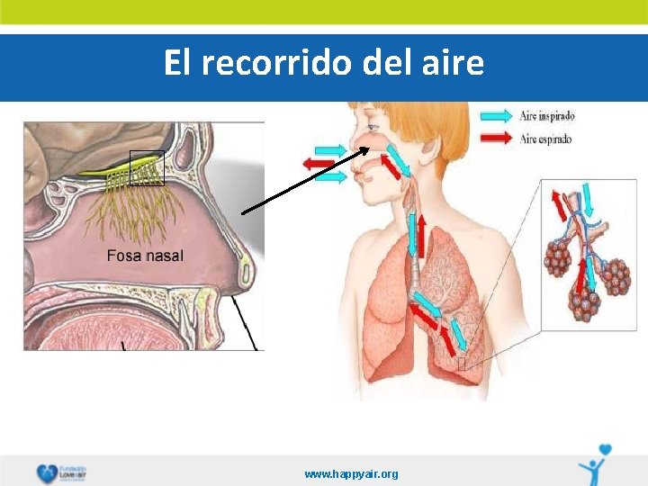El recorrido del aire www. happyair. org 