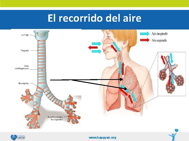 El recorrido del aire www. happyair. org 