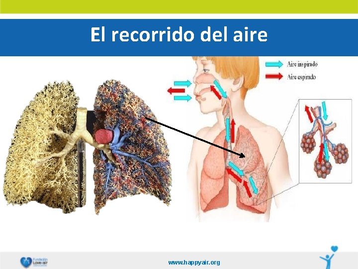 El recorrido del aire www. happyair. org 