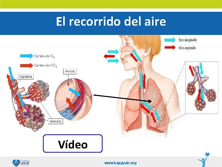 El recorrido del aire Vídeo www. happyair. org 
