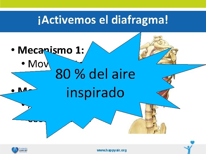 ¡Activemos el diafragma! • Mecanismo 1: • Movimiento 80 % del aire abdominal •