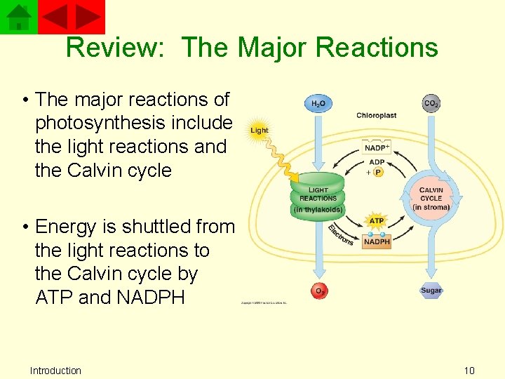 Review: The Major Reactions • The major reactions of photosynthesis include the light reactions