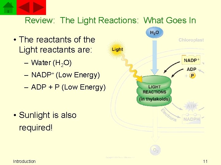 Review: The Light Reactions: What Goes In • The reactants of the Light reactants