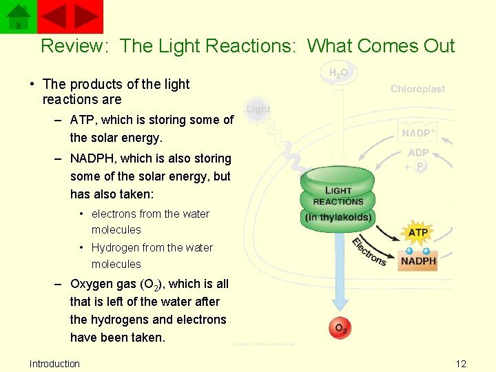 Review: The Light Reactions: What Comes Out • The products of the light reactions