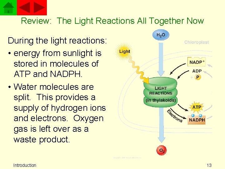 Review: The Light Reactions All Together Now During the light reactions: • energy from