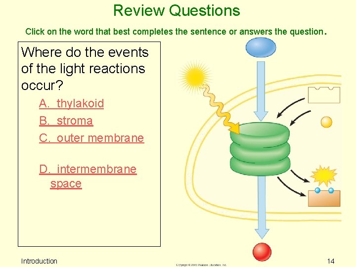 Review Questions Click on the word that best completes the sentence or answers the