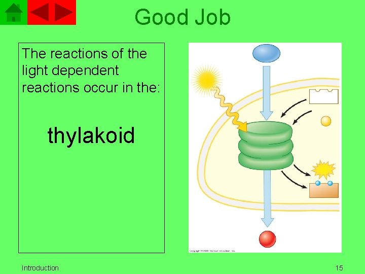Good Job The reactions of the light dependent reactions occur in the: thylakoid Introduction