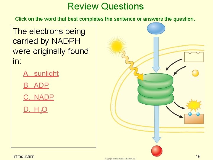 Review Questions Click on the word that best completes the sentence or answers the