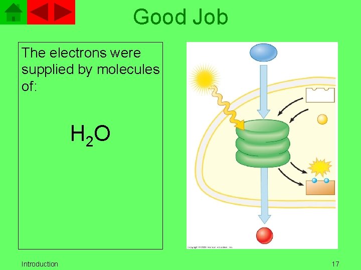 Good Job The electrons were supplied by molecules of: H 2 O Introduction 17