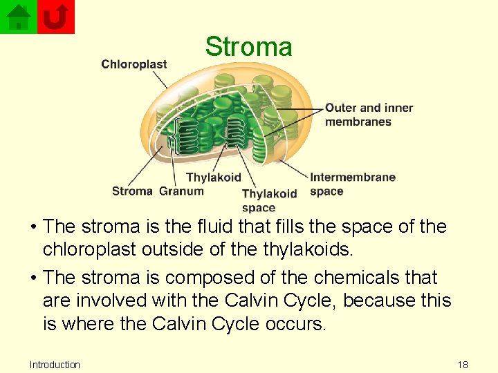 Stroma • The stroma is the fluid that fills the space of the chloroplast