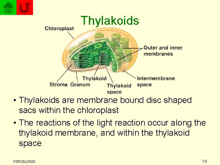 Thylakoids • Thylakoids are membrane bound disc shaped sacs within the chloroplast • The