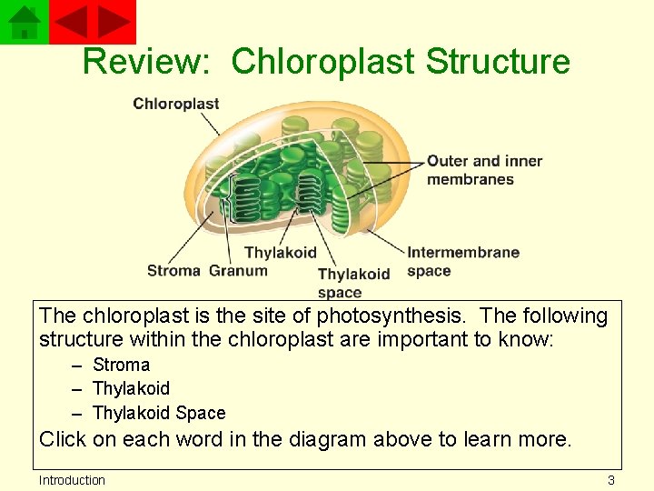 Review: Chloroplast Structure The chloroplast is the site of photosynthesis. The following structure within