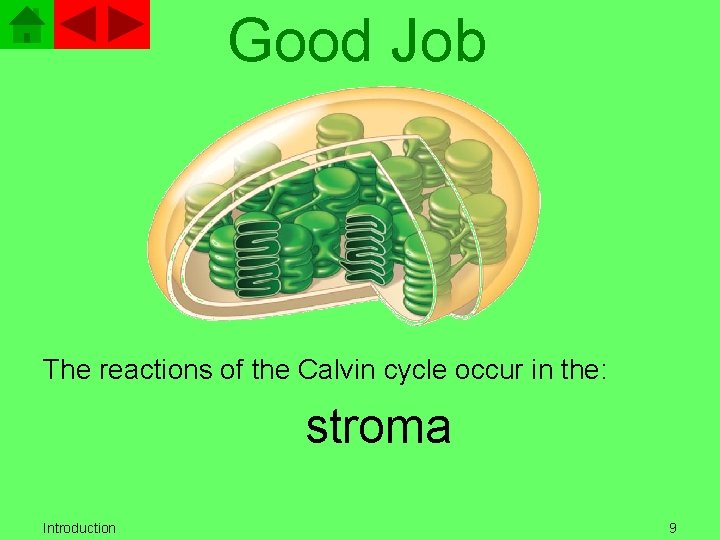 Good Job The reactions of the Calvin cycle occur in the: stroma Introduction 9