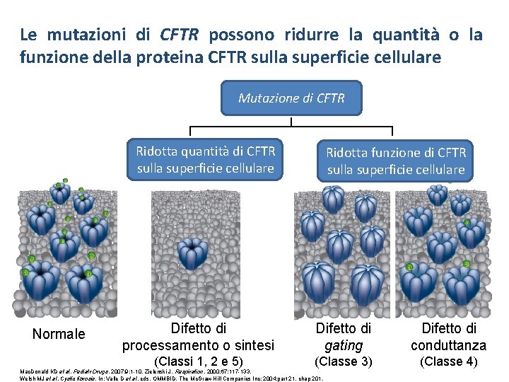 Le mutazioni di CFTR possono ridurre la quantità o la funzione della proteina CFTR
