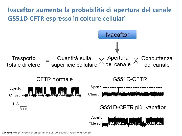 Ivacaftor aumenta la probabilità di apertura del canale G 551 D-CFTR espresso in colture