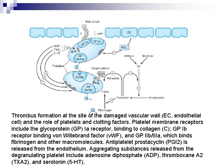 Thrombus formation at the site of the damaged vascular wall (EC, endothelial cell) and