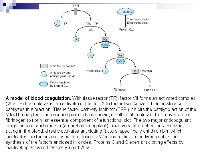 A model of blood coagulation. With tissue factor (TF), factor VII forms an activated