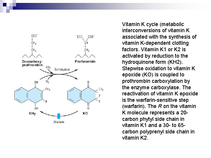 Vitamin K cycle (metabolic interconversions of vitamin K associated with the synthesis of vitamin
