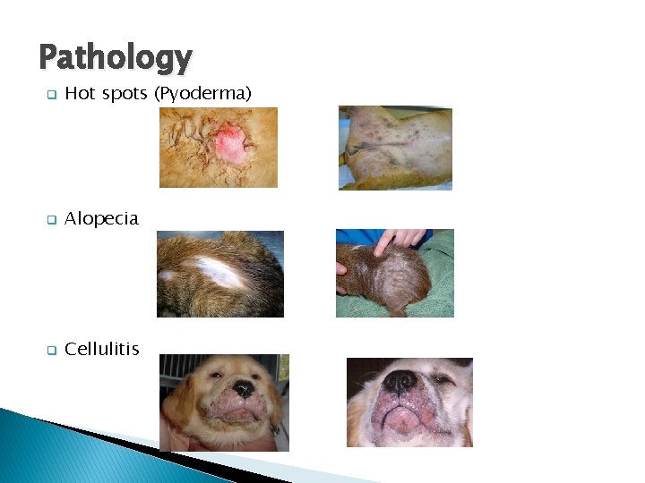 Pathology q Hot spots (Pyoderma) q Alopecia q Cellulitis 