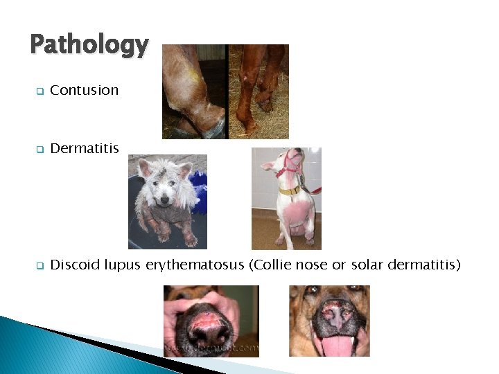 Pathology q Contusion q Dermatitis q Discoid lupus erythematosus (Collie nose or solar dermatitis)