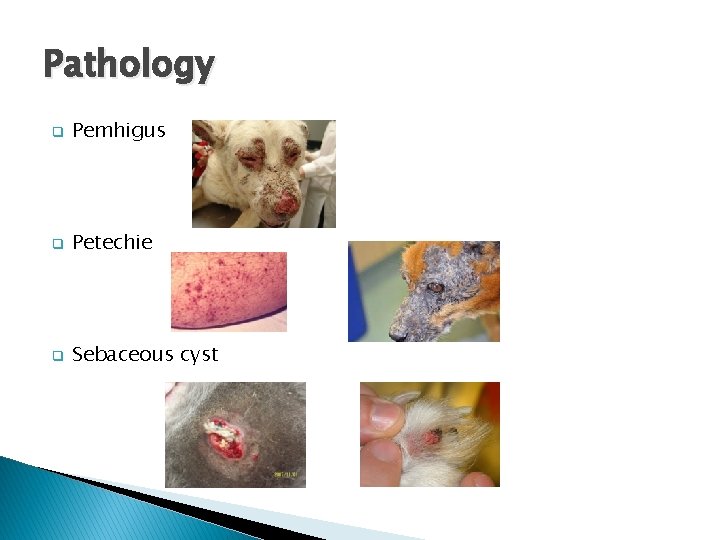 Pathology q Pemhigus q Petechie q Sebaceous cyst 