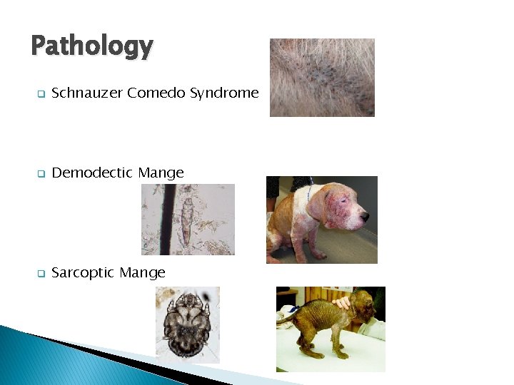 Pathology q Schnauzer Comedo Syndrome q Demodectic Mange q Sarcoptic Mange 