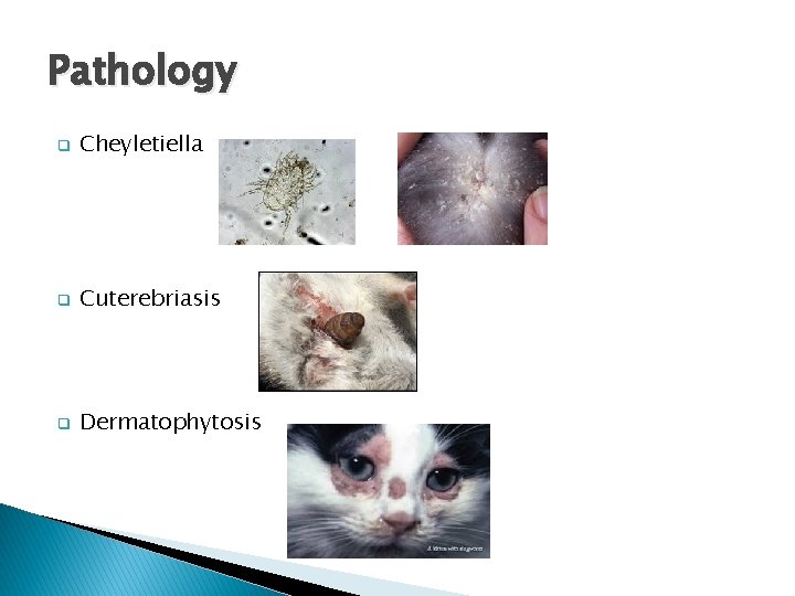 Pathology q Cheyletiella q Cuterebriasis q Dermatophytosis 