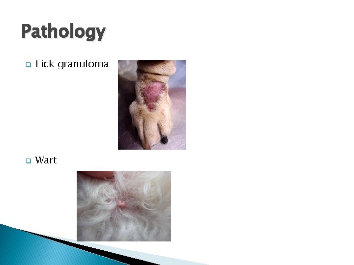 Pathology q Lick granuloma q Wart 