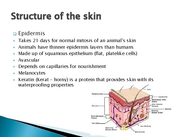 Structure of the skin q § § § § Epidermis Takes 21 days for