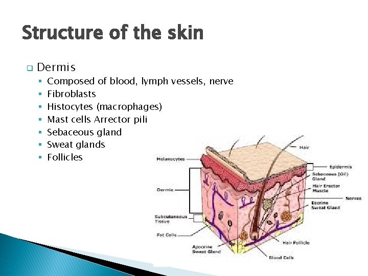 Structure of the skin q Dermis § § § § Composed of blood, lymph