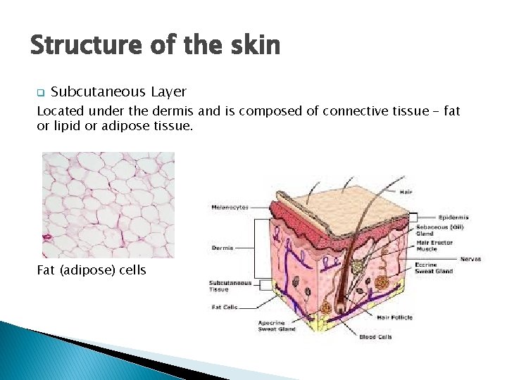 Structure of the skin q Subcutaneous Layer Located under the dermis and is composed
