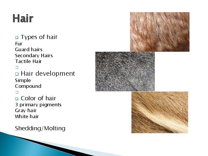 Hair q Types of hair Fur Guard hairs Secondary Hairs Tactile Hair � q