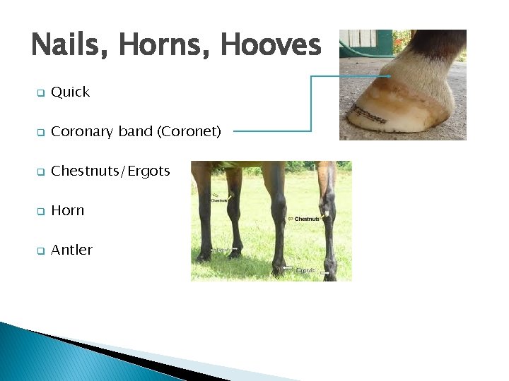 Nails, Horns, Hooves q Quick q Coronary band (Coronet) q Chestnuts/Ergots q Horn q