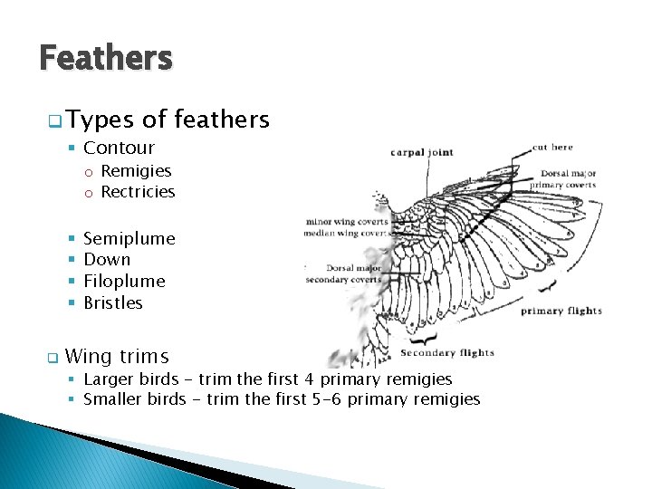 Feathers q Types of feathers § Contour o Remigies o Rectricies § § q
