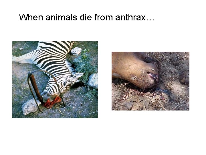 When animals die from anthrax… 